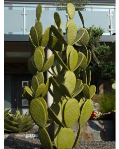 Gartenoase "Kaktus Savana", XL, Eisen
